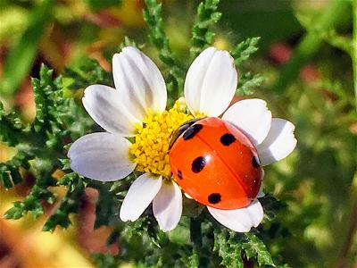 nature-lady-bug-2021-08-29-04-41-57-utc