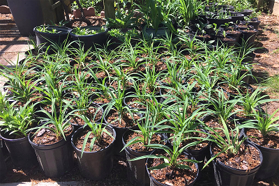 Những chậu hoa Daylilies sẵn sàng cho khách mua