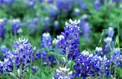 hinh-vvnm-bluebonnet